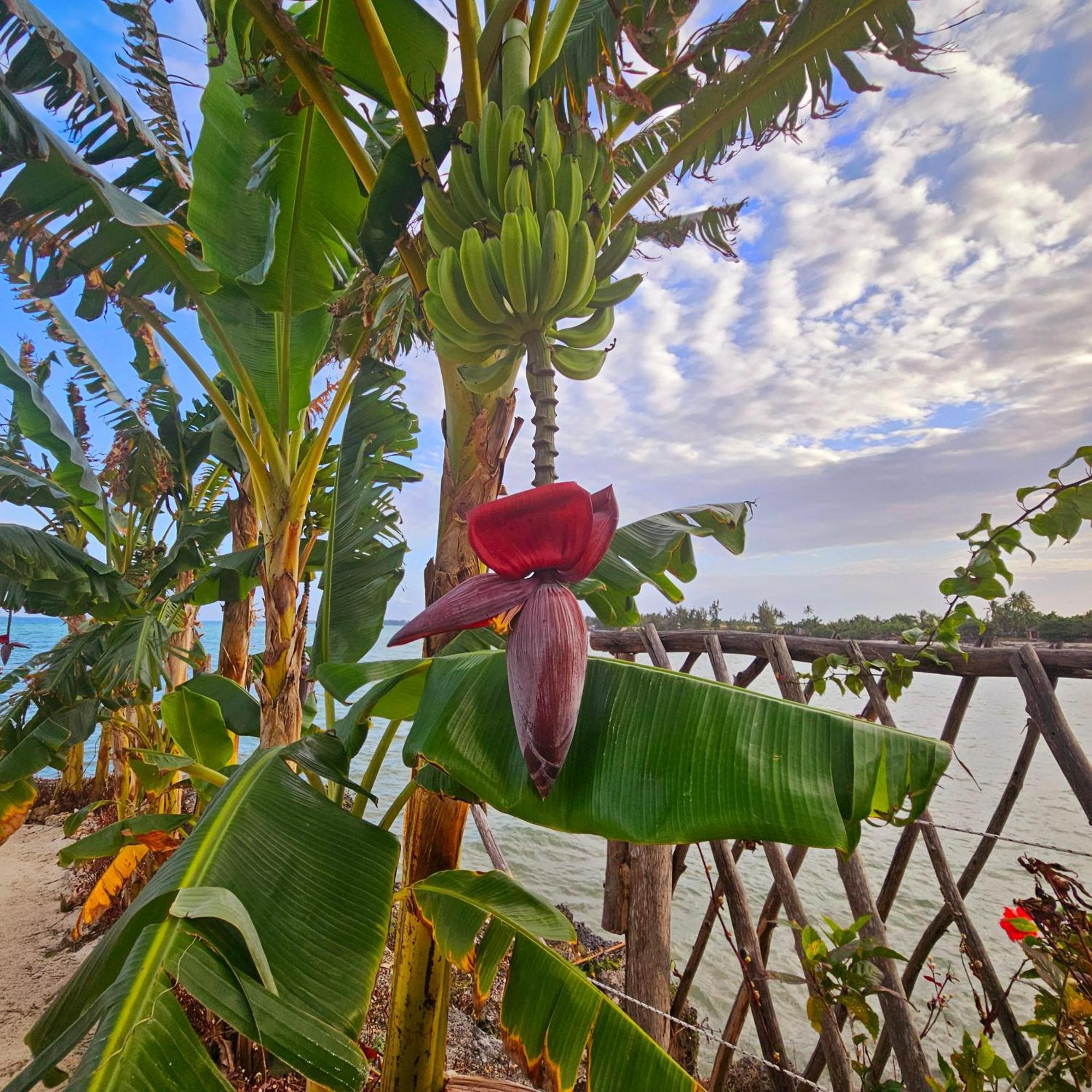 Maharaja Boutique Hotel Zanzibar Uroa Kültér fotó
